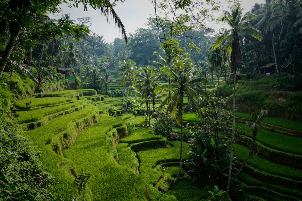 hvad koster en rejse til bali