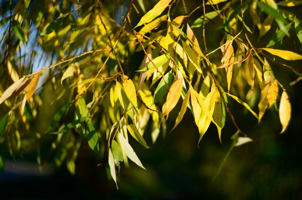 Willow tree