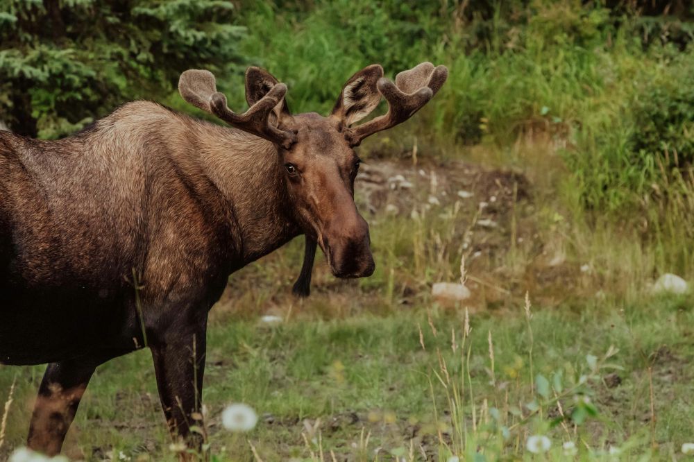 Moose park