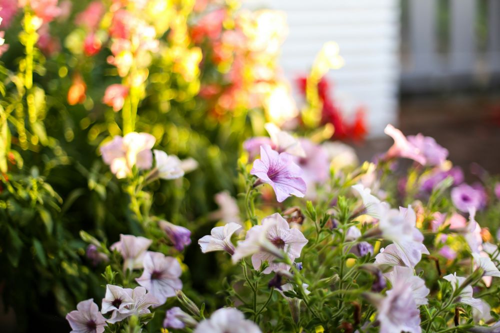 Välj de bästa blommorna för din balkong