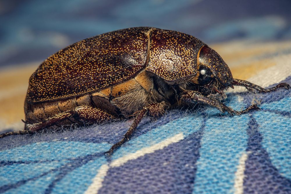 Skadedyrsbekæmpelse Holbæk
