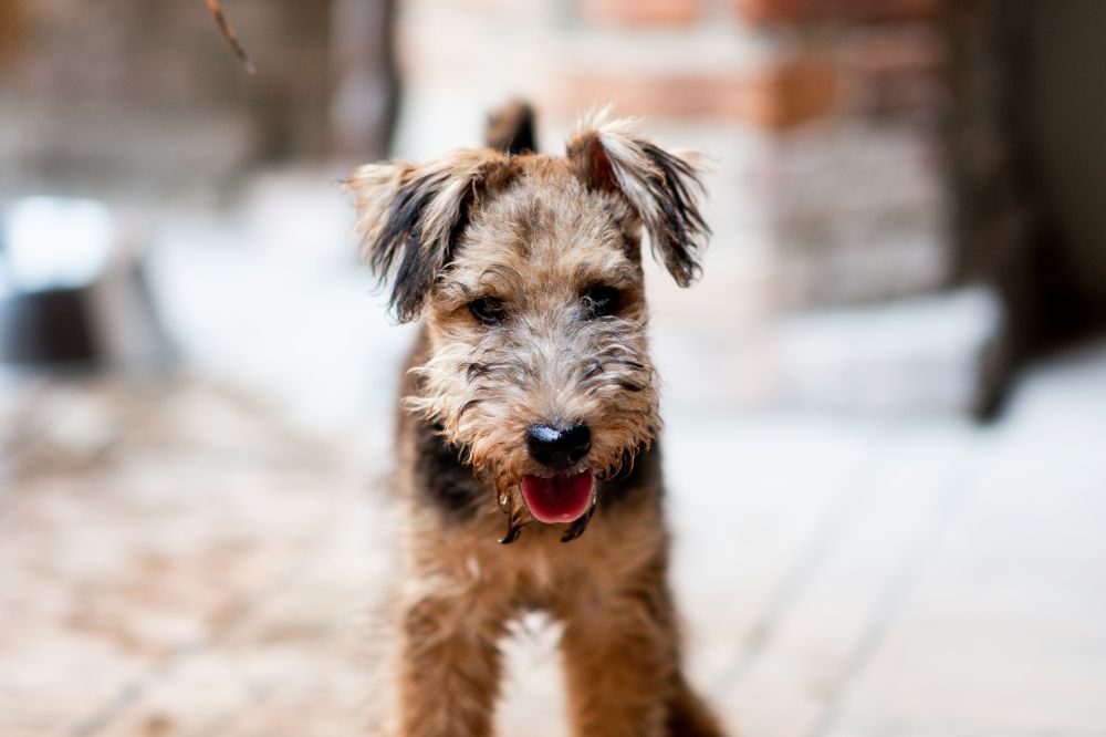 hundefoder