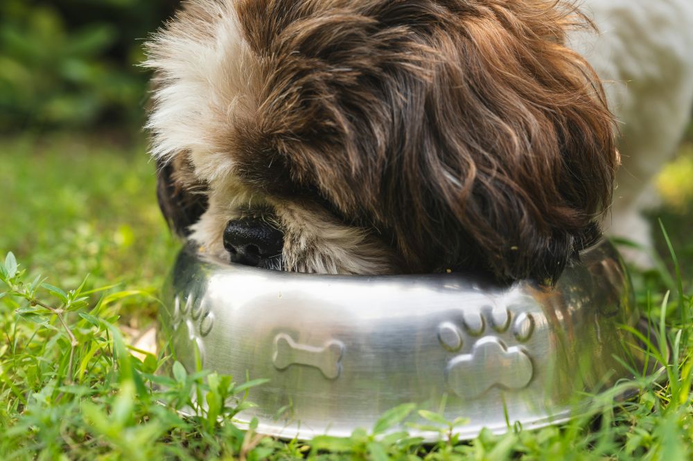 hundefoder