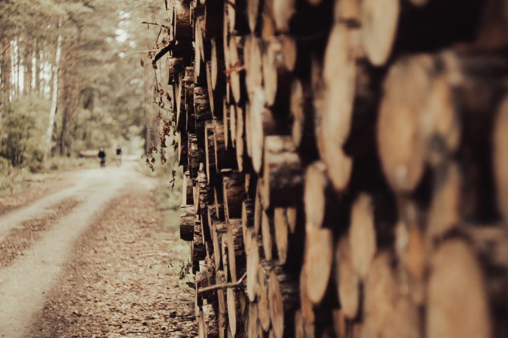 Tree felling lerum