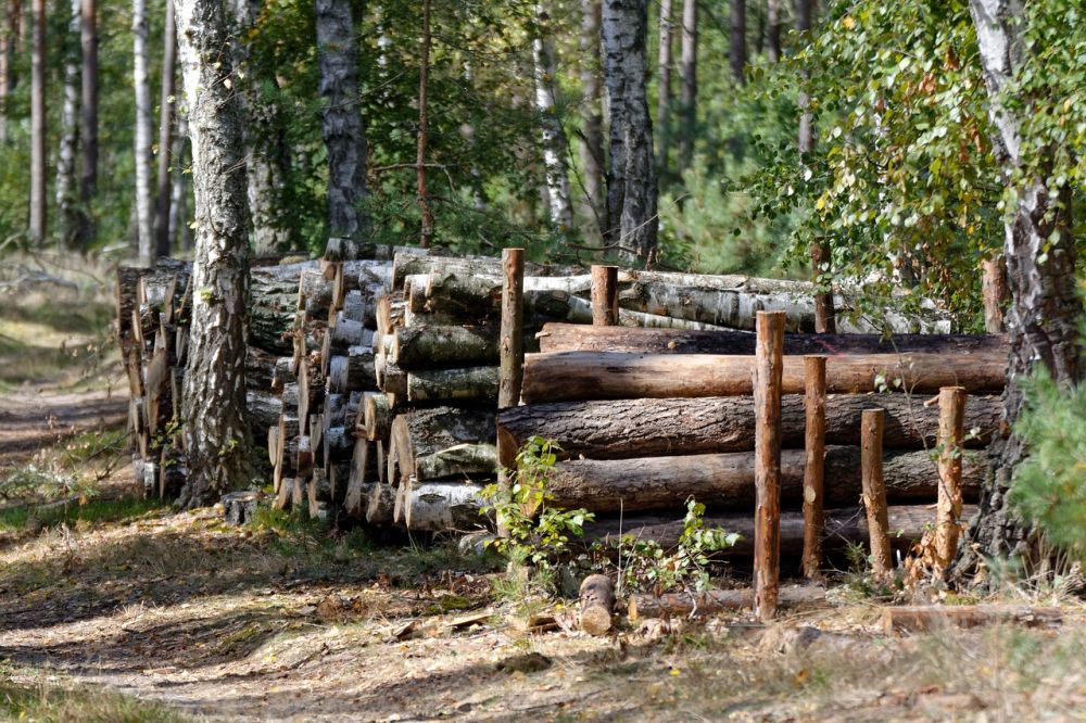 Tree felling Gotland