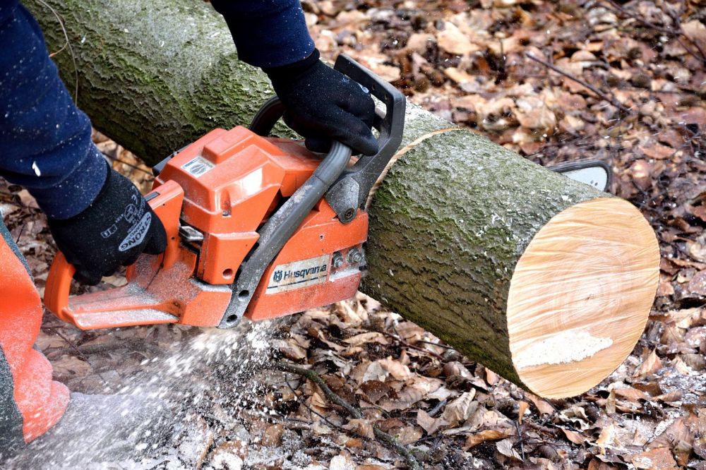 Tree felling Gotland