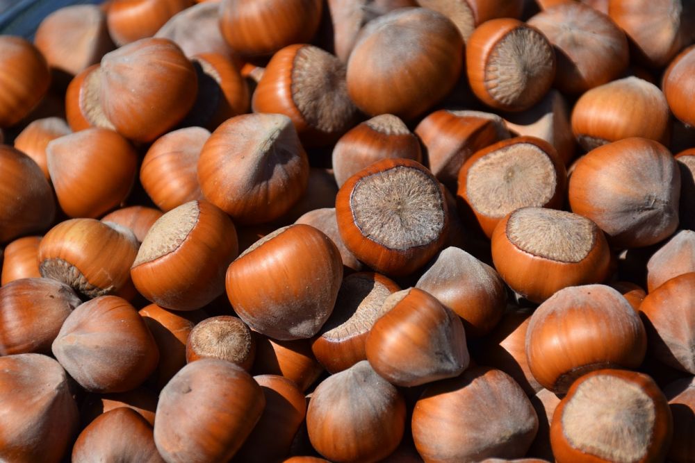 Onion seed