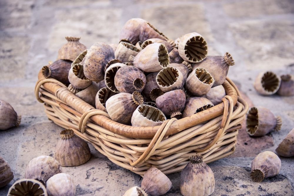 Vegetable seeds