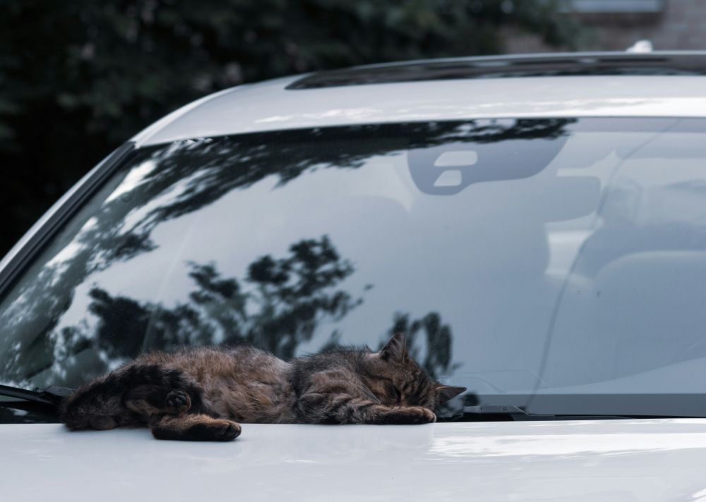 car windscreen protection
