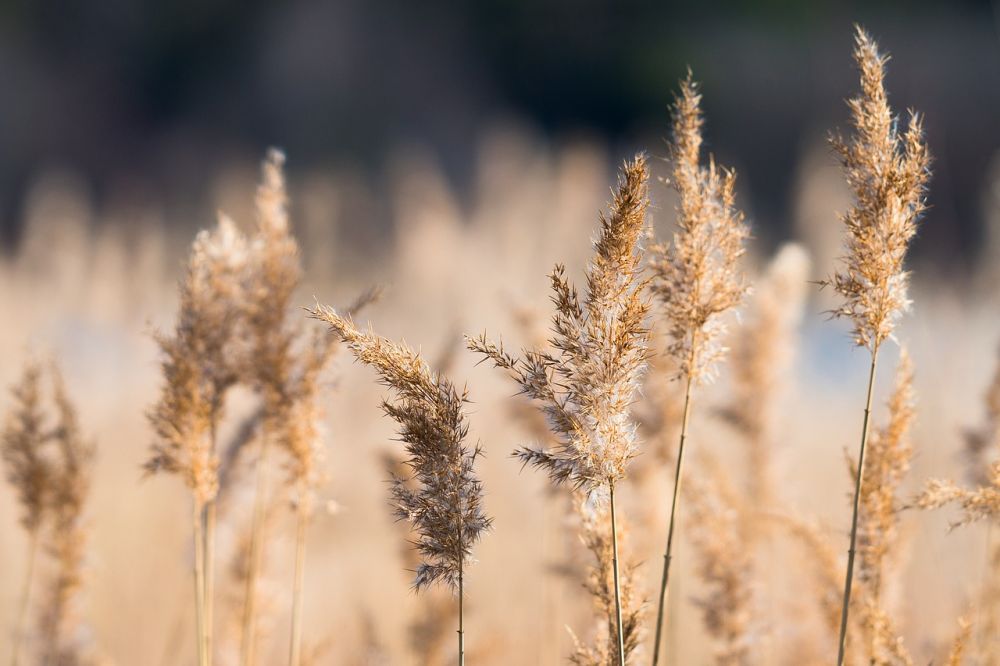 reed clearing