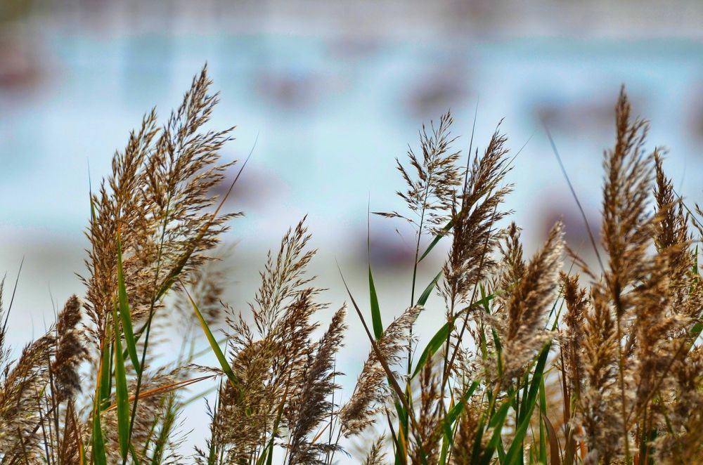 reed clearing