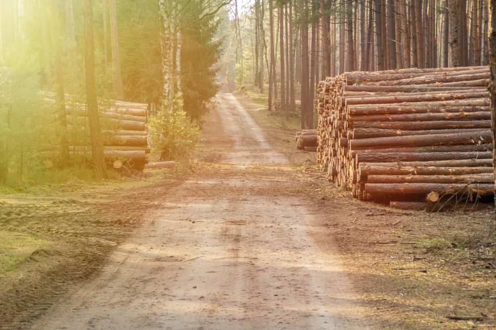 tree felling kalmar