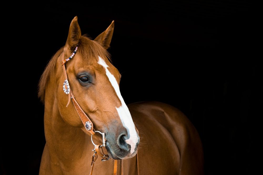 Barefoot boots Horse