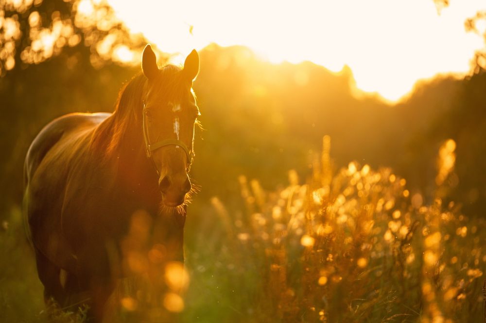 Barefoot boots Horse