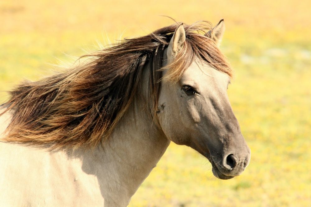 Barefoot boots Horse