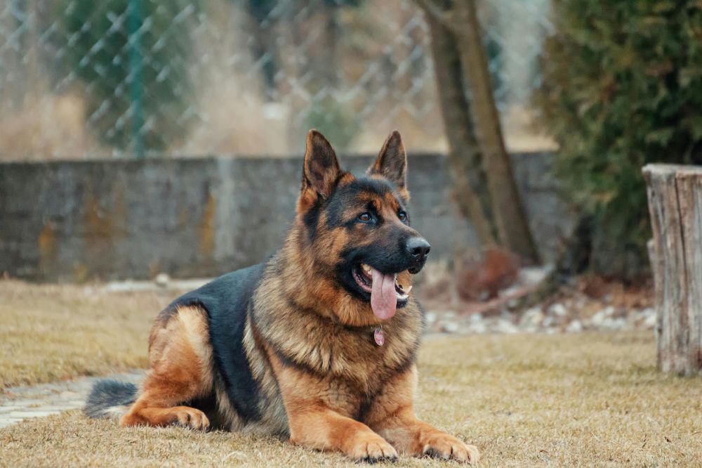 Dog day care centre in Gävle