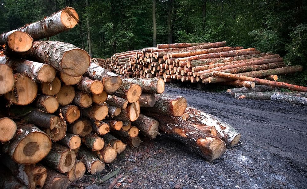 Tree felling jönköping