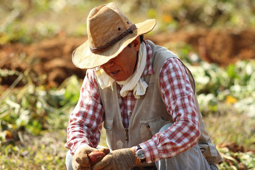 potato growers