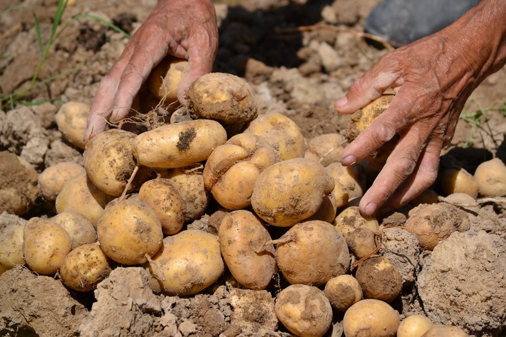 potato growers