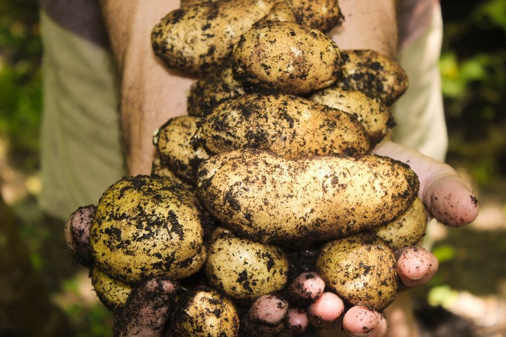 potato growers