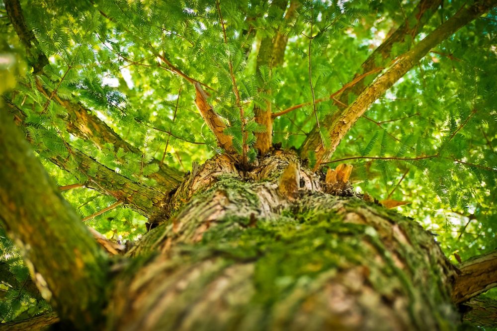 Tree felling in Viborg