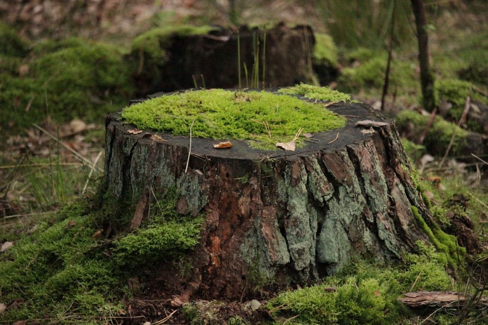 stump grinding in Viborg