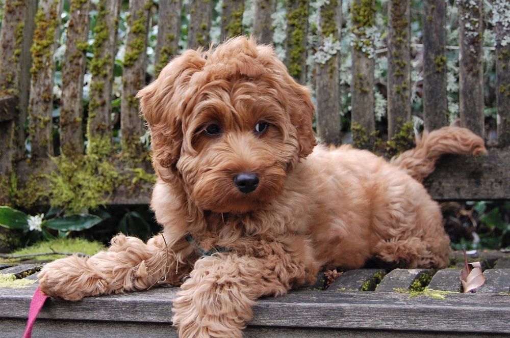 Australian Labradoodle