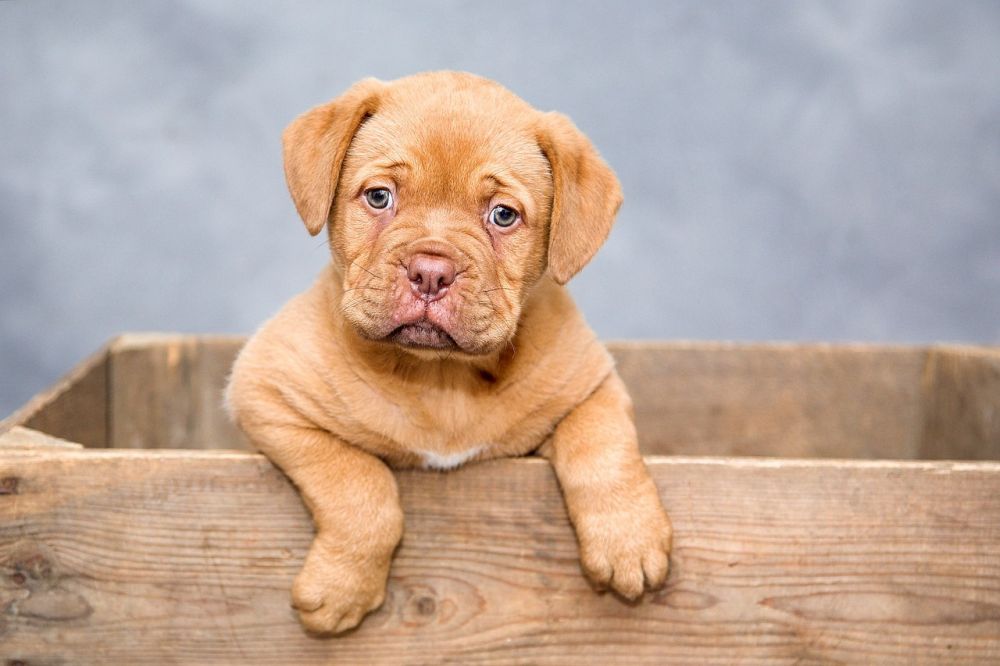 dog day care centre in Sollentuna