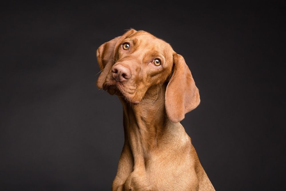 dog day care centre in Sollentuna