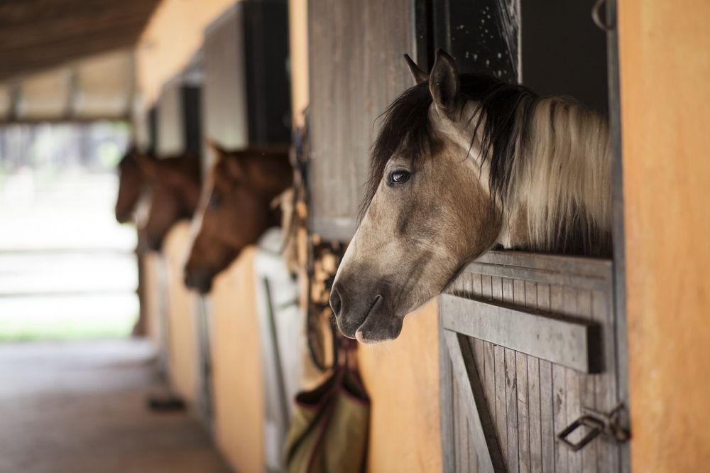 horses