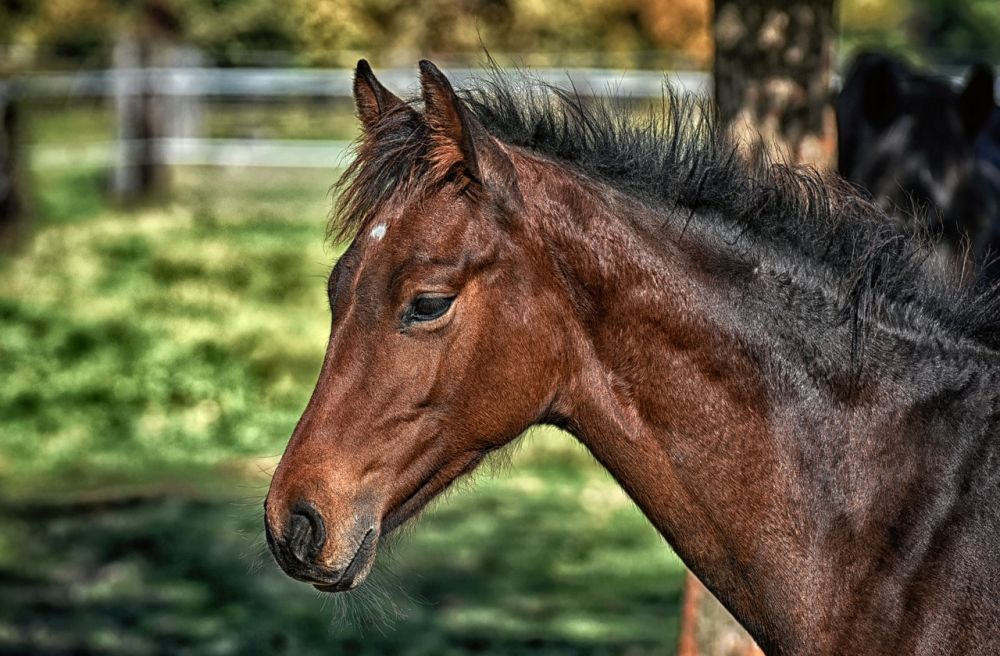 Horse riding Stockholm