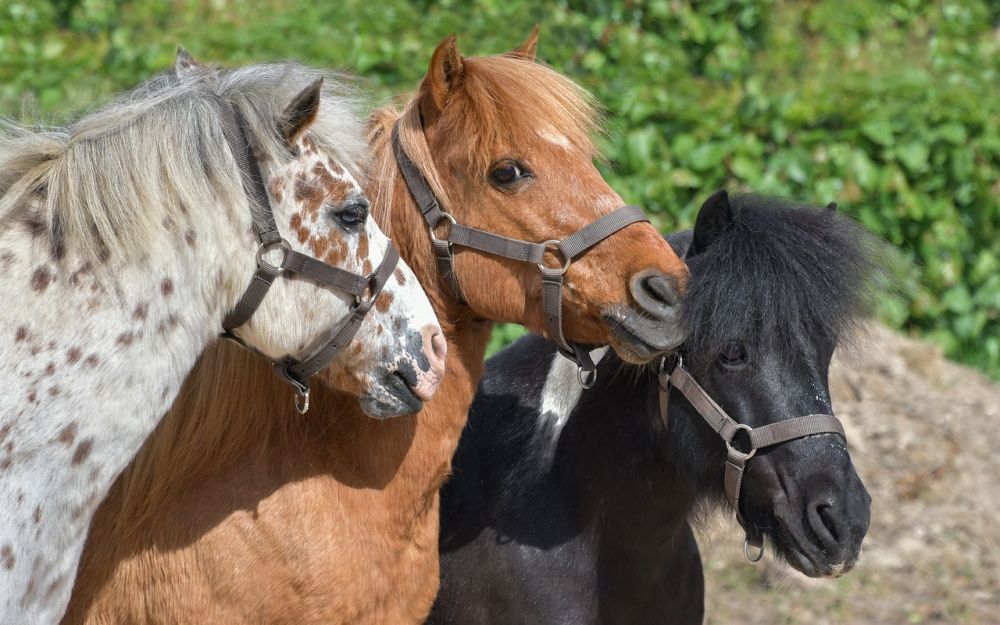 horses
