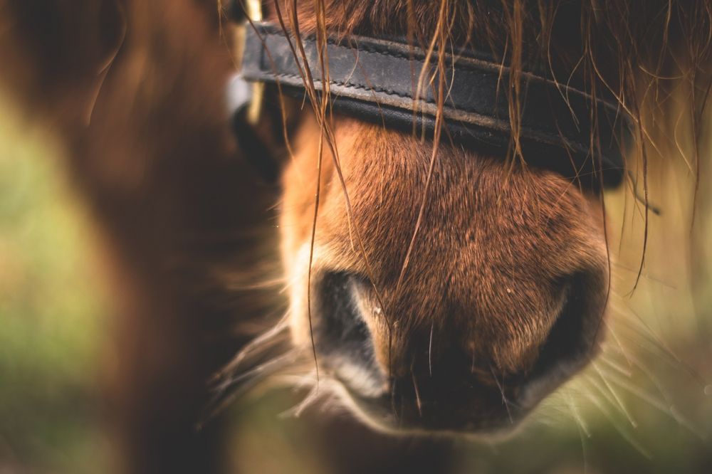 horses
