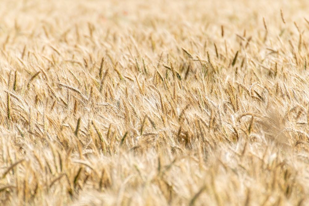 seed analyses