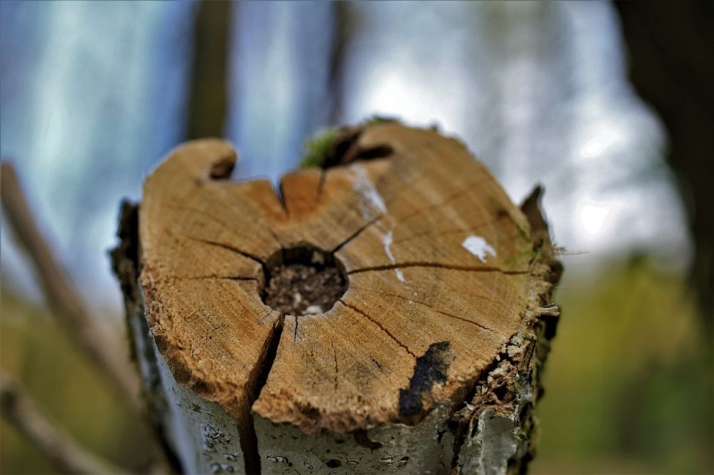 top cutting