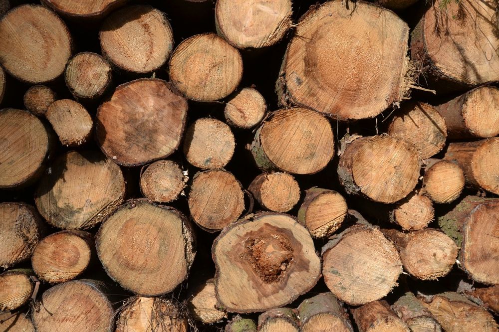 Tree felling Härjedalen