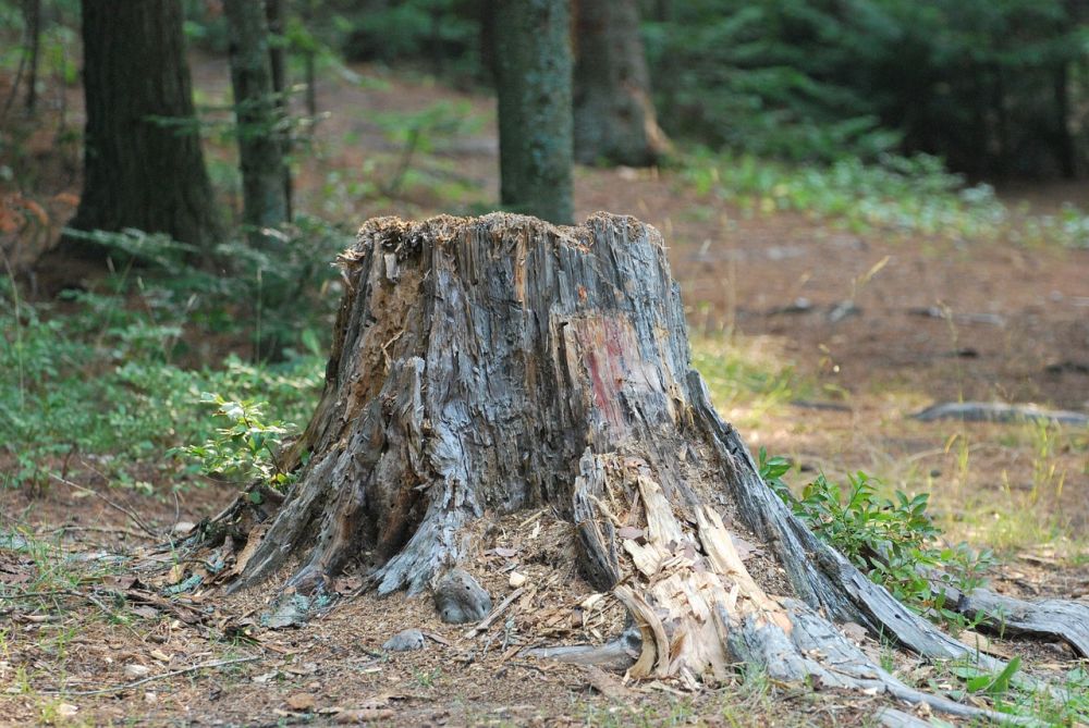 Stump grinding Härjedalen