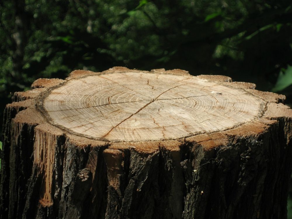 Stump grinding Härjedalen