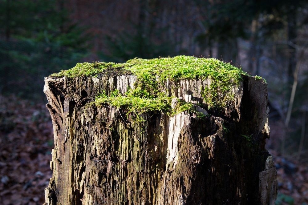 Stump grinding Härjedalen