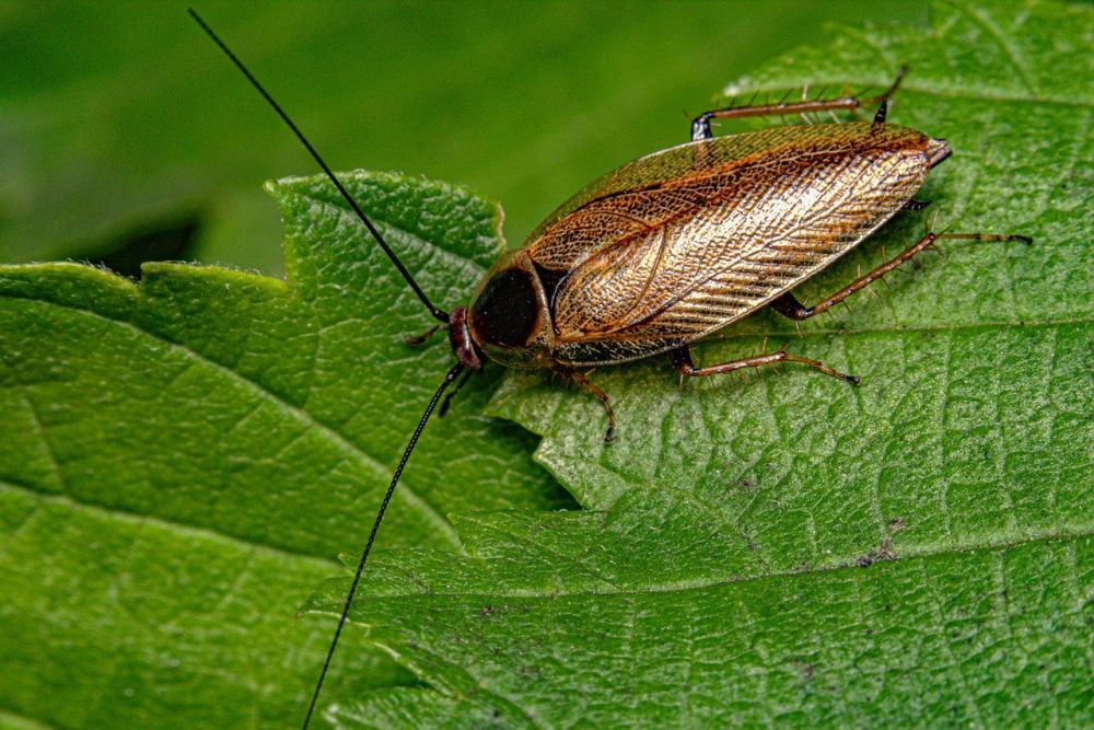 Pest control Frederikssund