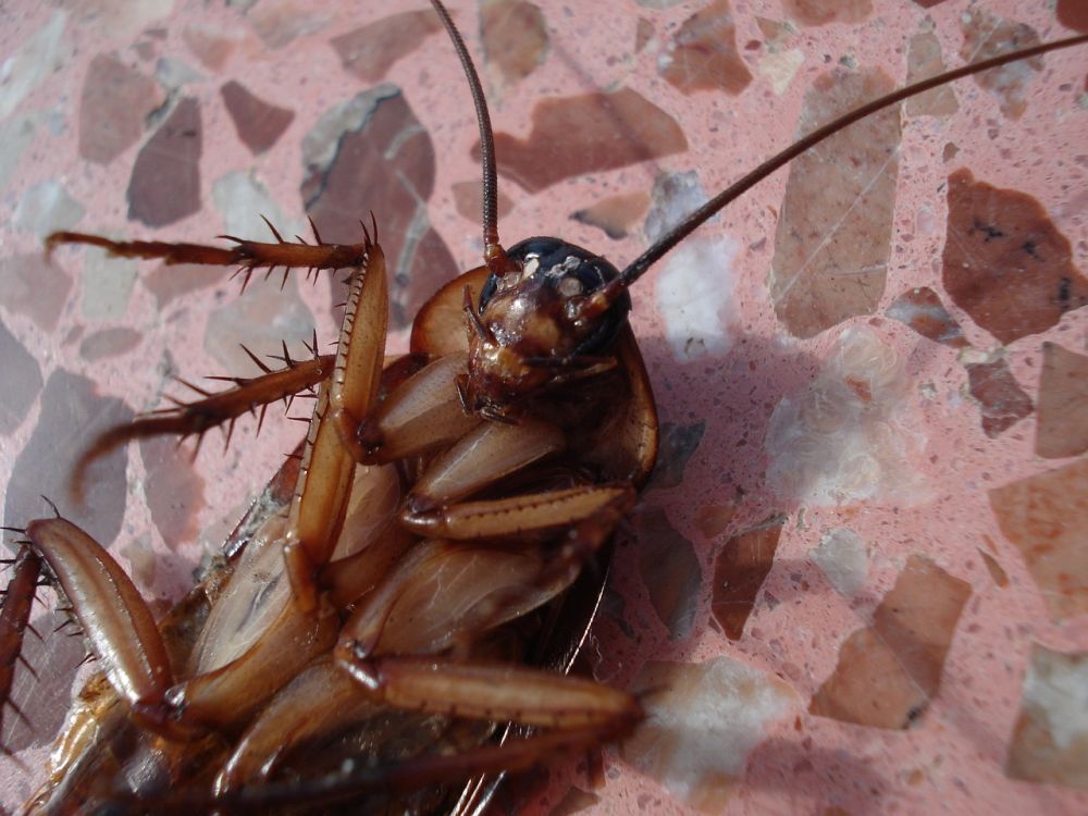 Pest control Glostrup