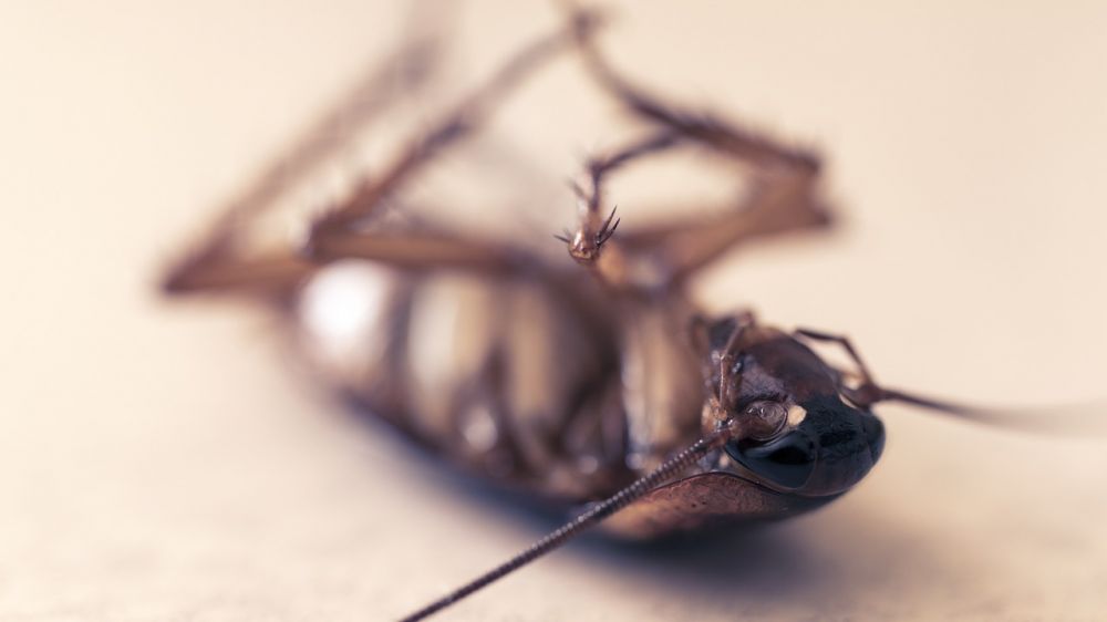 Pest control Solrød