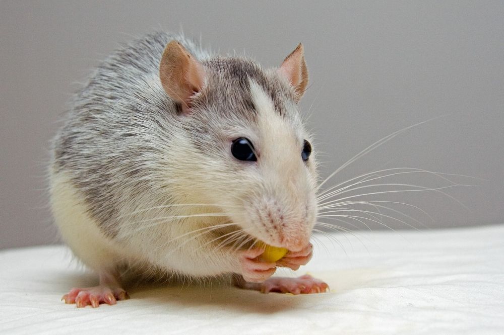 Pest control Solrød