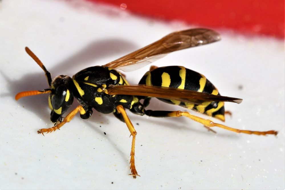 Wasp nest removal Odense