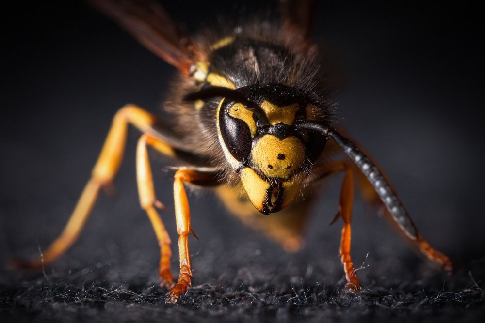 Wasp nest removal Odense