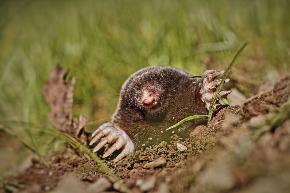 Pest control Kalundborg