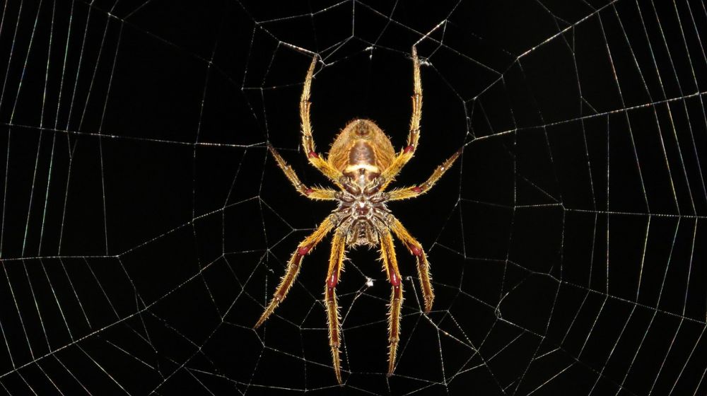 Pest control Odsherred