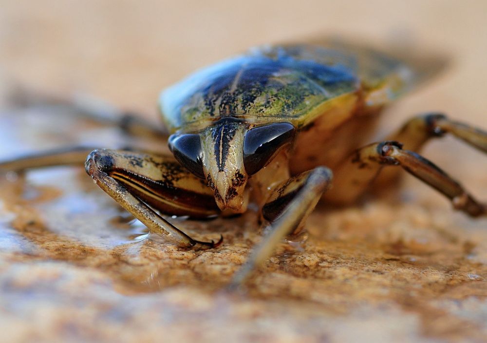 Pest control Sorø