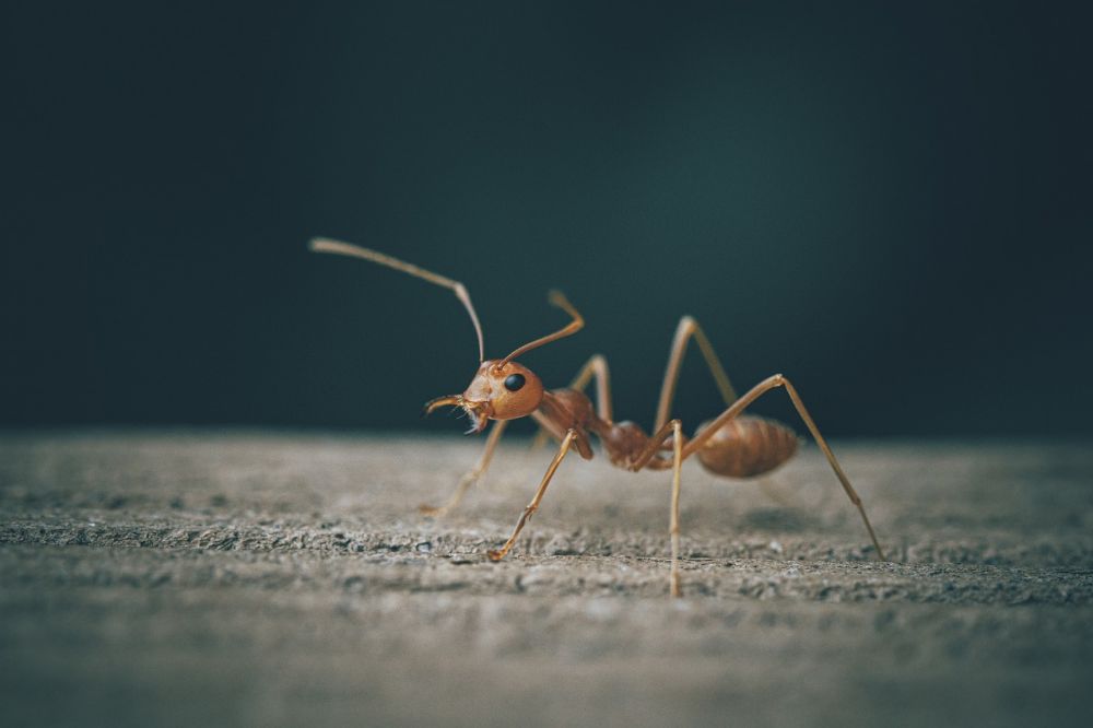 Pest control Sorø