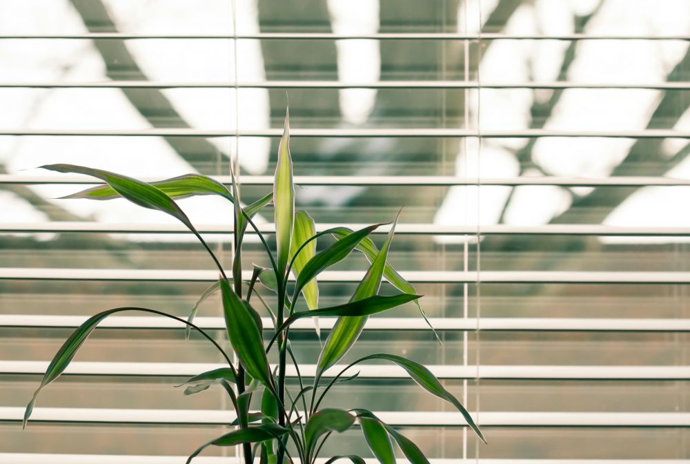 blinds in Stockholm